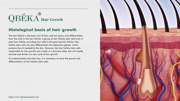 GMPC Standard Shampoo για την πρόληψη της τριχόπτωσης για την αντιμετώπιση της τριχόπτωσης και της αραίωσης 80m 1